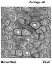 Cartilage ECM structure