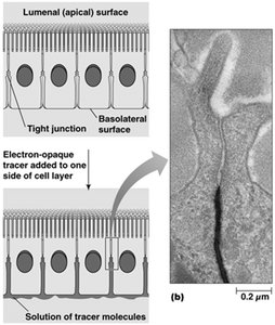 Tight junctions and paracellular vs transcellular pathways
