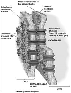 Gap junction structure