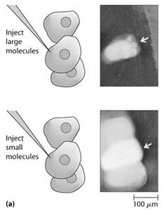 Experiment: dye transfer through gap junctions