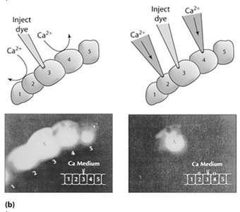 Small dye transfer through gap junctions