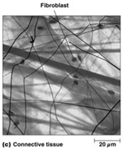 Connective tissue ECM structure