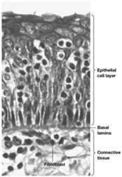 Epithelial cell layer, basal lamina, and connective tissue