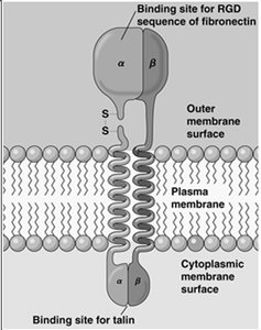 Integrin structure and binding sites