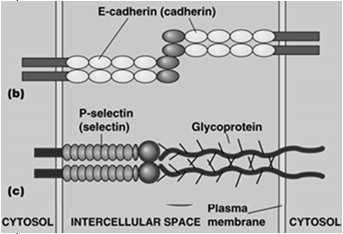 E-cadherin and P-selectin cell adhesion