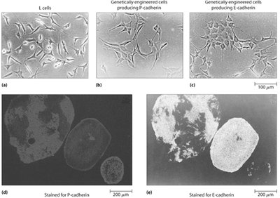 Cells stained for P-cadherin and E-cadherin