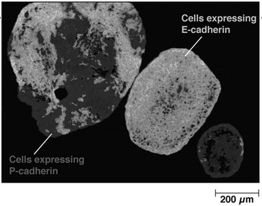 Cells expressing P-cadherin and E-cadherin
