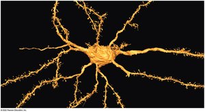 Three-dimensional rendering of a neuron with dendritic branches