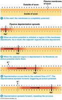Diagram of action potential propagation in a nonmyelinated axon