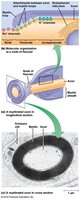 Diagram of myelin sheath and node of Ranvier