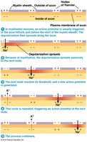 Diagram of saltatory conduction in myelinated axons