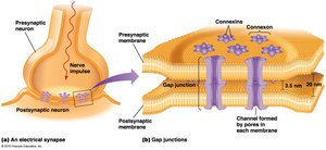 Diagram of electrical synapse and gap junctions