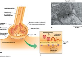 Diagram of chemical synapse with synaptic vesicles and cleft