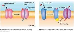 Direct and indirect neurotransmitter receptor mechanisms