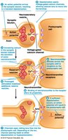 Steps of neurotransmitter release, receptor binding, and inactivation