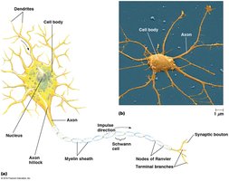 Diagram and micrograph of neuron structure, showing dendrites, axon, myelin sheath, and synaptic boutons