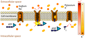 Diagram of ion movement across the neuronal membrane