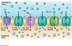 Diagram of Na+/K+ pump and ion leak channels
