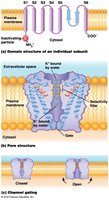 Structure and gating of voltage-gated ion channels