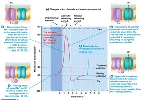 Graph of membrane potential changes during an action potential