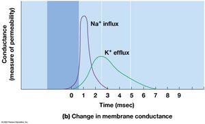Graph of Na+ and K+ conductance during an action potential