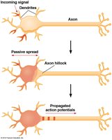 Diagram of passive spread and propagation of action potentials