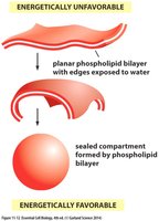 Bilayer closure to form sealed compartments