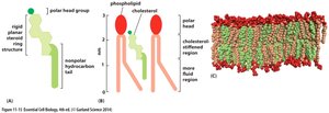 Cholesterol in the lipid bilayer