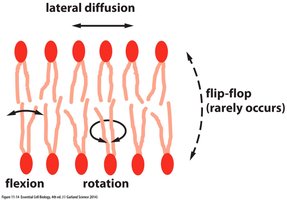 Liposome structure