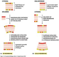 Phospholipid motility in the membrane