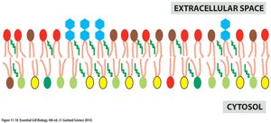 Asymmetric distribution of lipids in the plasma membrane