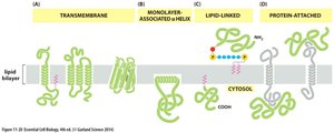 Types of membrane protein association
