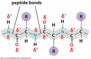 Polypeptide backbone and peptide bonds