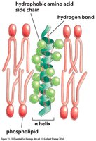 α helix spanning the lipid bilayer