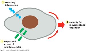 Functions of the plasma membrane