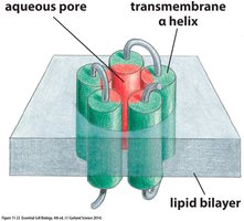 Transmembrane hydrophilic pore