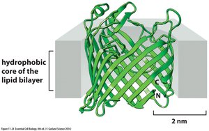 Porin protein structure