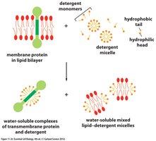 Solubilization of membrane proteins by detergent