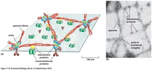 Spectrin meshwork in red blood cells
