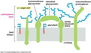 Glycocalyx: sugar coating of eukaryotic cells