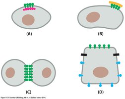 Restriction of membrane protein mobility