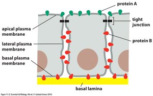 Membrane domains in epithelial cells