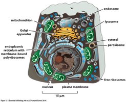 Diagram of an intestinal cell with membrane-enclosed organelles