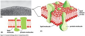 Cell membrane structure: electron micrograph and schematic