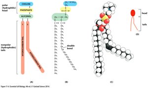 Phosphatidylcholine structure