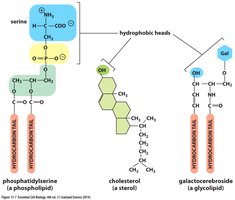 Types of membrane lipids: phospholipid, sterol, glycolipid