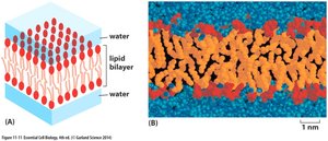 Phospholipid bilayer in water