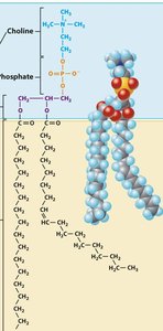 Phospholipid structure