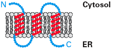 Transmembrane protein in ER