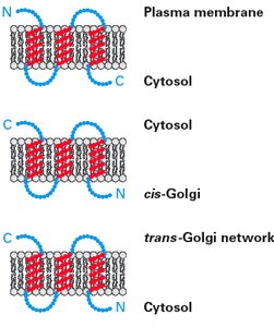 Protein orientation in different membranes